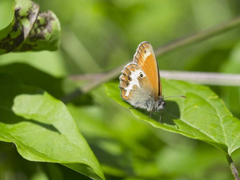 Conferma Coenonympha arcania - S